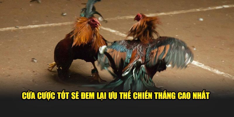 Cửa cược tốt sẽ đem lại ưu thế chiến thắng cao nhất