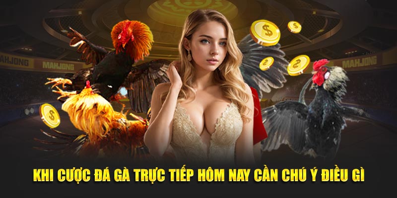 Khi cược đá gà trực tiếp hôm nay cần chú ý điều gì