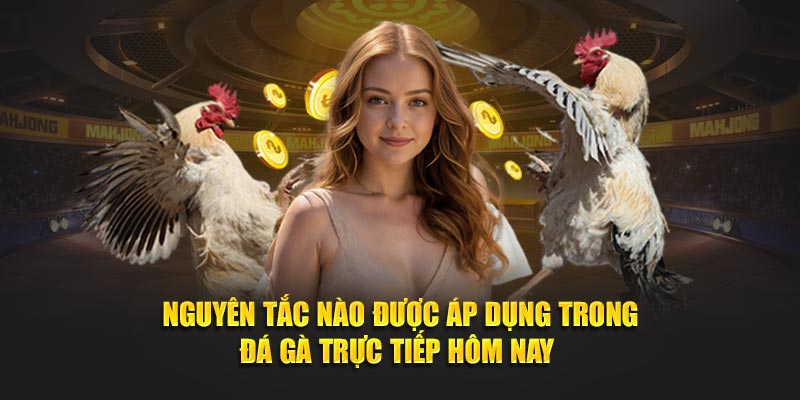 Nguyên tắc nào được áp dụng trong đá gà trực tiếp hôm nay