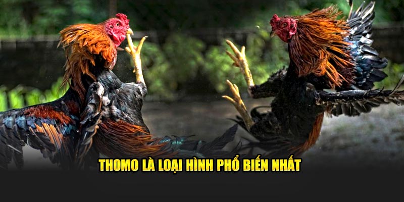 Thomo là loại hình đá gà 98WIN được lựa chọn phổ biến nhất