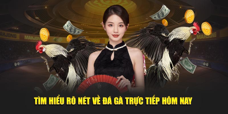Tìm hiểu rõ nét về đá gà trực tiếp hôm nay